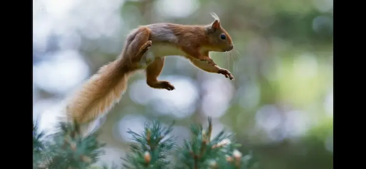 British red squirrel (Sciurus vulgaris leucourus) as shown in Wild Isles - Woodland